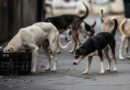 Stray Dogs in Delhi-NCR: Supreme Court Order Sparks Spectrum of Reactions